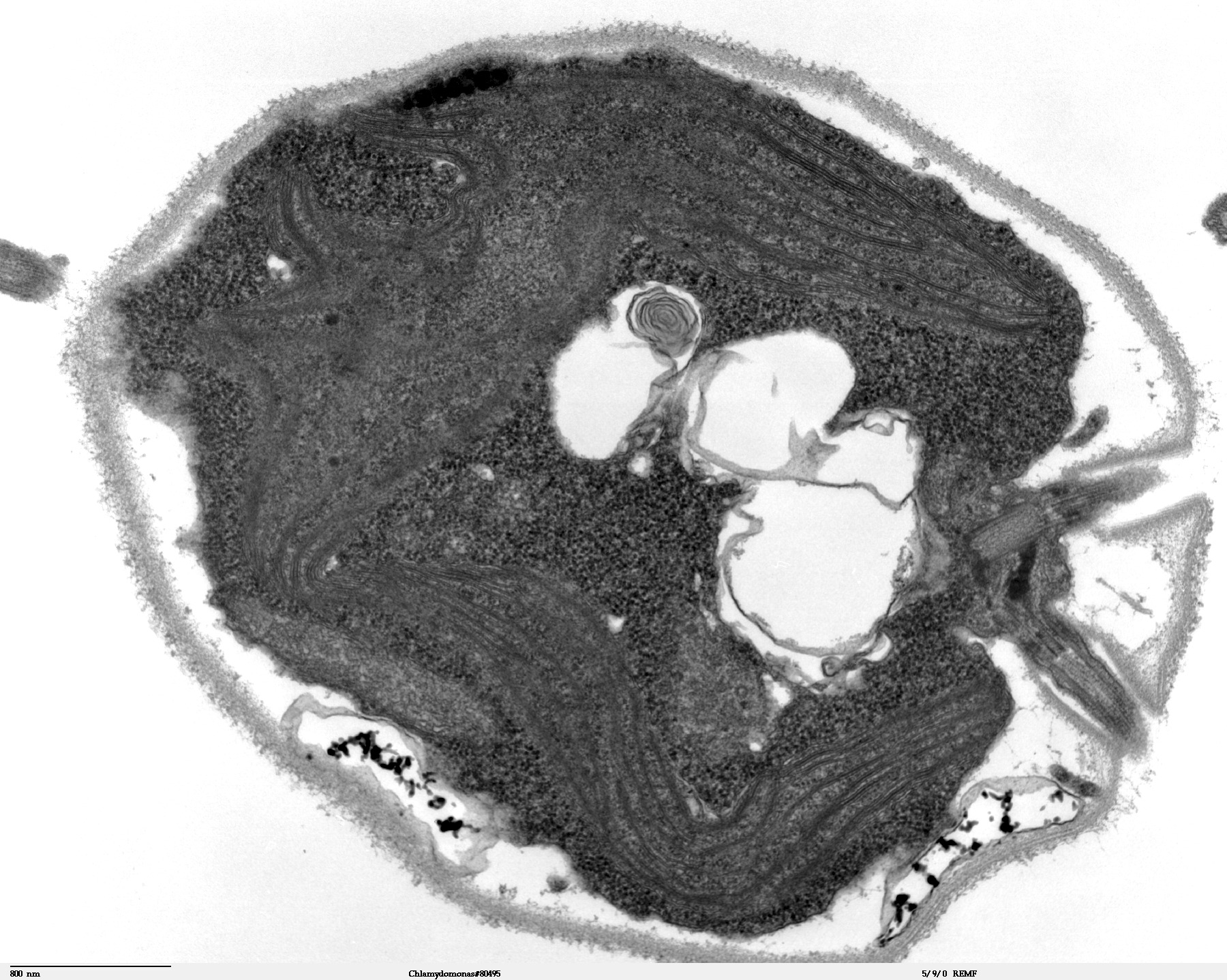 Coupe en noir et blanc d’une cellule de Chlamydomonas reinhardtii vue au microscope électronique