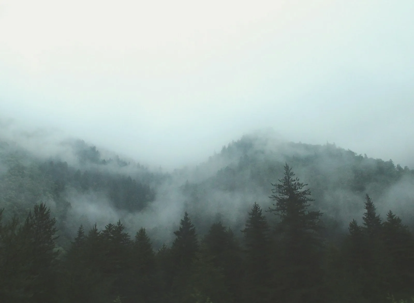 Des arbres sombres au premier plan et une forêt en partie cachée par le brouillard.
